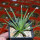 AGAVE albopilosa, clone 2 offset of mother plant, pot 7 cm