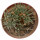 AVONIA quinaria ssp. quinaria