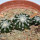 DISCOCACTUS horstii, 1 pot 6,5 cm