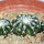 DISCOCACTUS horstii, 1 pot 6,5 cm