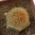 BRACHYCEREUS nesioticus clone P4, pot 6 cm, grafted offset