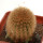 BRACHYCEREUS nesioticus clone P1, pot 6 cm, grafted offset