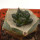 ARIOCARPUS fissuratus cv. Godzilla, pot 6 cm