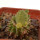 PSEUDOLITHOS caput-viperae, pot 5 cm, grafted offset