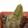 PSEUDOLITHOS caput-viperae, pot 5 cm, grafted offset