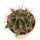 FEROCACTUS haematacanthus clone 2