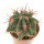 FEROCACTUS haematacanthus clone 2