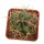 FEROCACTUS haematacanthus clone 1