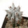 STENOCEREUS beneckei, pot 6,5 cm, rooted offset