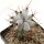 STENOCEREUS beneckei, pot 6,5 cm, rooted offset