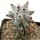 STENOCEREUS beneckei, pot 6,5 cm, rooted offset