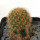 BRACHYCEREUS nesioticus clone 1, pot 6,5 cm, grafted offset