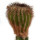 UEBELMANNIA pectinifera var. flavispina RNK 5, Sopa, clone 5, grafted offset
